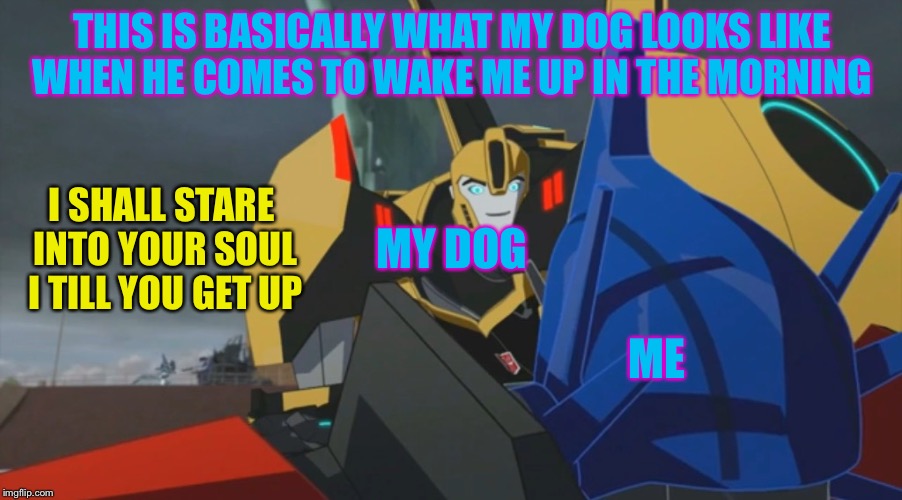 Ma dog | THIS IS BASICALLY WHAT MY DOG LOOKS LIKE WHEN HE COMES TO WAKE ME UP IN THE MORNING; ME; I SHALL STARE INTO YOUR SOUL I TILL YOU GET UP; MY DOG | image tagged in transformers,bumblebee,optimus prime,my dog | made w/ Imgflip meme maker