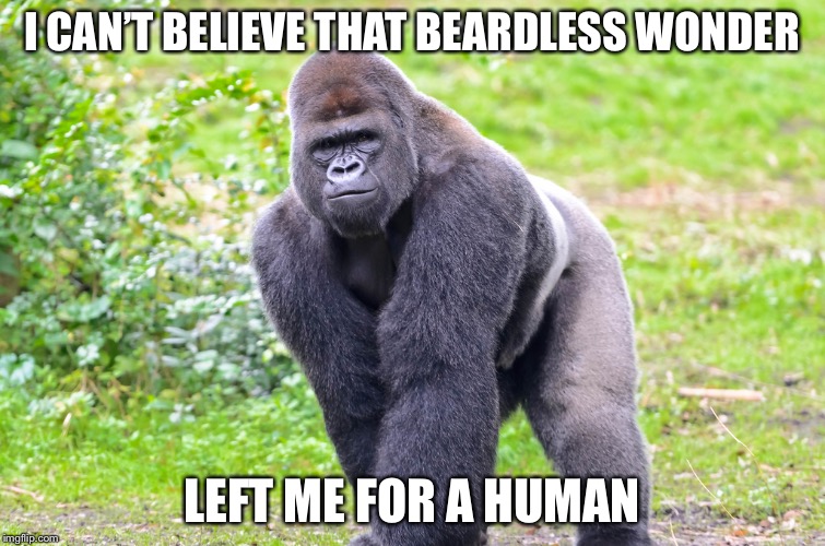 Gorilla | I CAN’T BELIEVE THAT BEARDLESS WONDER LEFT ME FOR A HUMAN | image tagged in gorilla | made w/ Imgflip meme maker