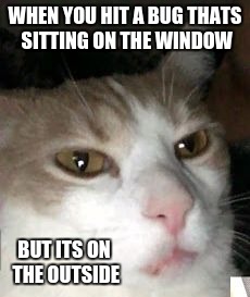 Barry the Cat | WHEN YOU HIT A BUG THATS SITTING ON THE WINDOW; BUT ITS ON THE OUTSIDE | image tagged in barry the cat,bug,funny,meme | made w/ Imgflip meme maker