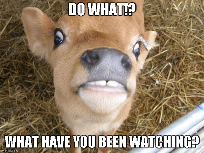 surprised cow | DO WHAT!? WHAT HAVE YOU BEEN WATCHING? | image tagged in surprised cow | made w/ Imgflip meme maker