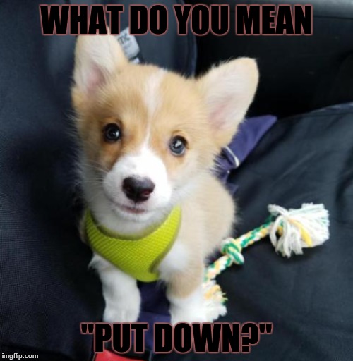 Huh?
 | WHAT DO YOU MEAN; "PUT DOWN?" | image tagged in memes | made w/ Imgflip meme maker