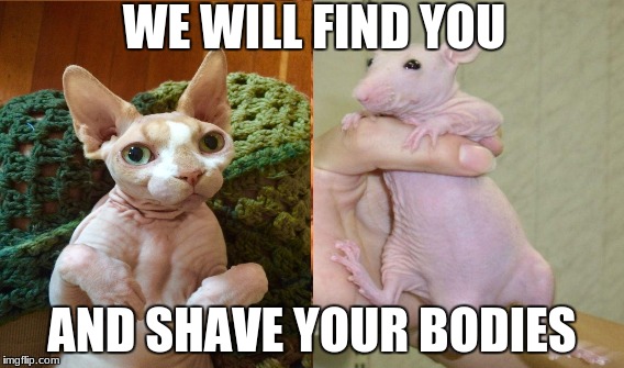 WE WILL FIND YOU; AND SHAVE YOUR BODIES | image tagged in shaved | made w/ Imgflip meme maker