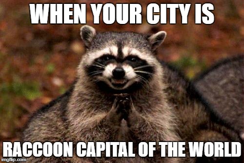 Evil Plotting Raccoon Meme | WHEN YOUR CITY IS; RACCOON CAPITAL OF THE WORLD | image tagged in memes,evil plotting raccoon | made w/ Imgflip meme maker