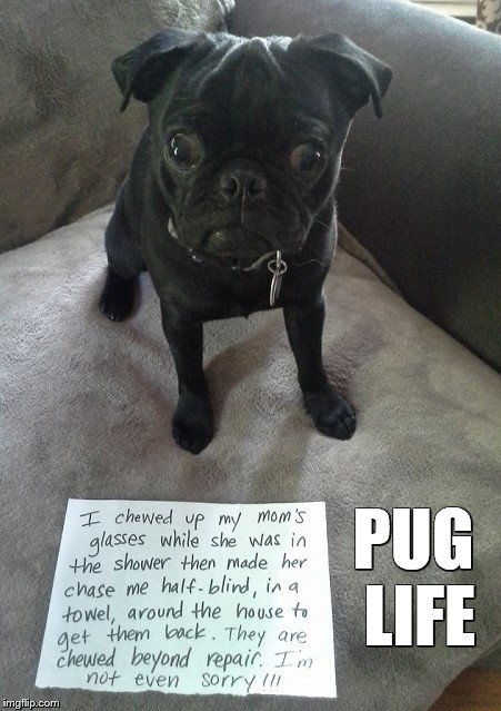 Pug mischief | PUG LIFE | image tagged in memes,dogs,guiltydogs,mischief | made w/ Imgflip meme maker