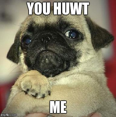 funny pug | YOU HUWT; ME | image tagged in funny pug | made w/ Imgflip meme maker