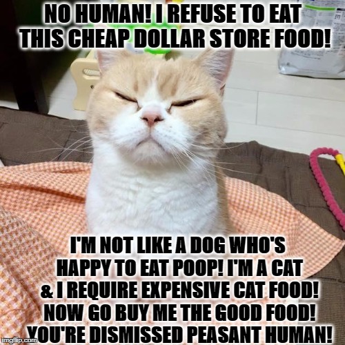 NO HUMAN! I REFUSE TO EAT THIS CHEAP DOLLAR STORE FOOD! I'M NOT LIKE A DOG WHO'S HAPPY TO EAT POOP! I'M A CAT & I REQUIRE EXPENSIVE CAT FOOD! NOW GO BUY ME THE GOOD FOOD! YOU'RE DISMISSED PEASANT HUMAN! | image tagged in snobby feline | made w/ Imgflip meme maker