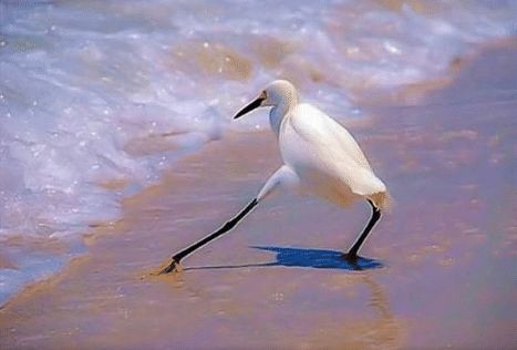 bird beach leg Blank Meme Template
