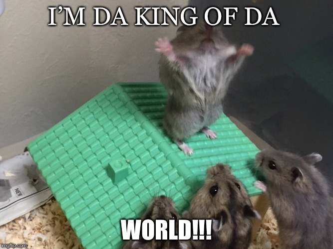 Hamster King of the Mountain | I’M DA KING OF DA; WORLD!!! | image tagged in hamster king of the mountain | made w/ Imgflip meme maker