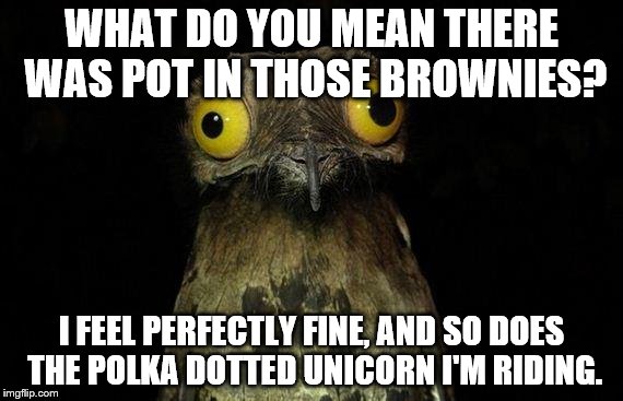 Weird Stuff I Do Potoo Meme | WHAT DO YOU MEAN THERE WAS POT IN THOSE BROWNIES? I FEEL PERFECTLY FINE, AND SO DOES THE POLKA DOTTED UNICORN I'M RIDING. | image tagged in memes,weird stuff i do potoo | made w/ Imgflip meme maker