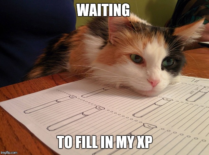 D&D Cat | WAITING; TO FILL IN MY XP | image tagged in dd cat | made w/ Imgflip meme maker