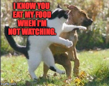 Not so tough without yer backup, are ya? | I KNOW YOU EAT MY FOOD WHEN I'M NOT WATCHING. | image tagged in favorites,cats,dogs,memes | made w/ Imgflip meme maker