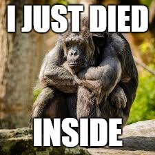 Sad Monkey | I JUST DIED; INSIDE | image tagged in the most interesting man in the world | made w/ Imgflip meme maker