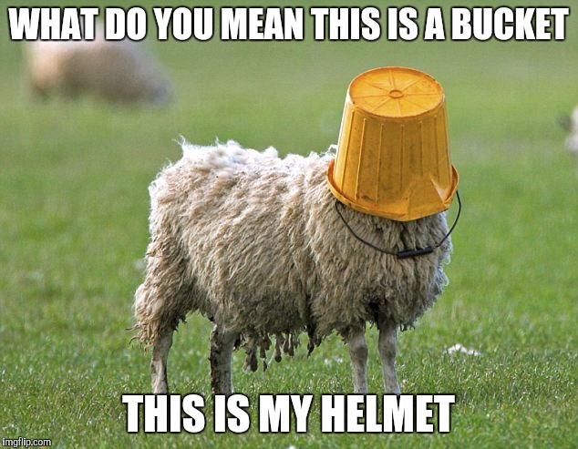 stupid sheep | WHAT DO YOU MEAN THIS IS A BUCKET; THIS IS MY HELMET | image tagged in stupid sheep | made w/ Imgflip meme maker