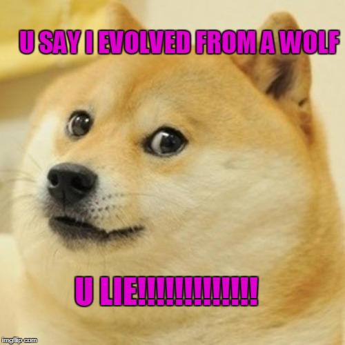 Doge Meme | U SAY I EVOLVED FROM A WOLF; U LIE!!!!!!!!!!!!! | image tagged in memes,doge | made w/ Imgflip meme maker