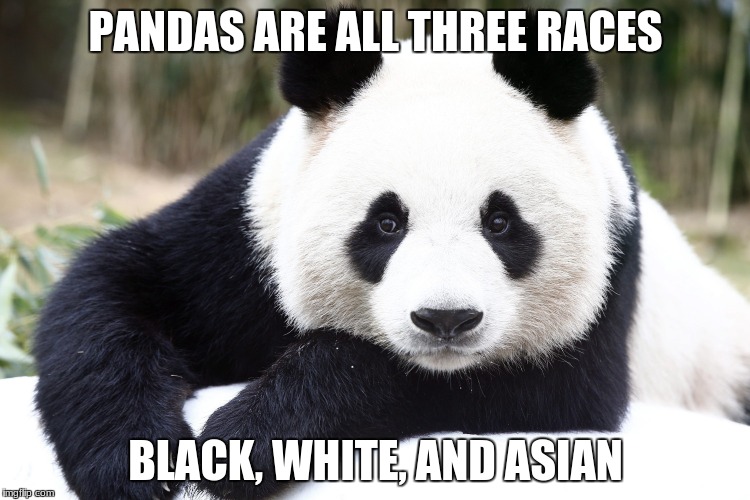 slightly racist panda | PANDAS ARE ALL THREE RACES; BLACK, WHITE, AND ASIAN | image tagged in panda,asian,what kind of pokemon is that | made w/ Imgflip meme maker