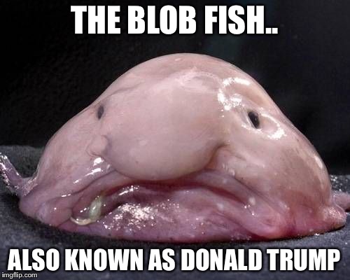 Blob Fish | THE BLOB FISH.. ALSO KNOWN AS DONALD TRUMP | image tagged in blob fish | made w/ Imgflip meme maker