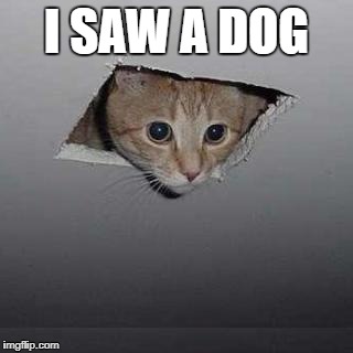 Ceiling Cat Meme | I SAW A DOG | image tagged in memes,ceiling cat | made w/ Imgflip meme maker