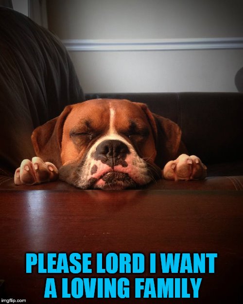 Prayer dog | PLEASE LORD I WANT A LOVING FAMILY | image tagged in prayer dog | made w/ Imgflip meme maker