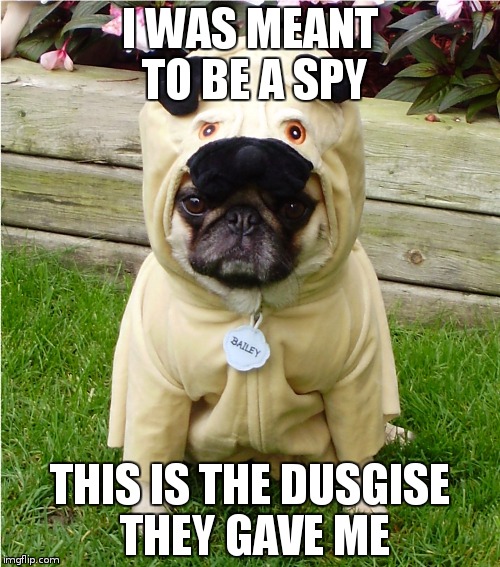 007 pug | I WAS MEANT TO BE A SPY; THIS IS THE DUSGISE THEY GAVE ME | image tagged in pugs | made w/ Imgflip meme maker