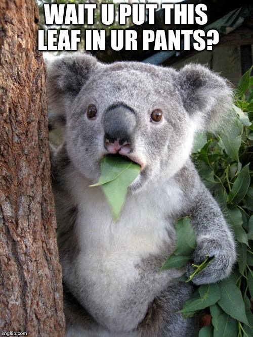 Surprised Koala Meme | WAIT U PUT THIS LEAF IN UR PANTS? | image tagged in memes,surprised koala | made w/ Imgflip meme maker