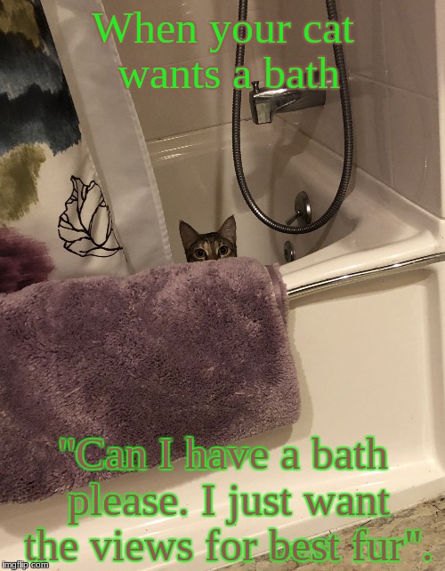 Cat wanting a Bath | When your cat wants a bath; "Can I have a bath please. I just want the views for best fur". | image tagged in watching,cute kittens | made w/ Imgflip meme maker