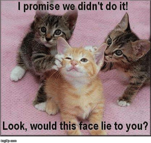 Triplet kittens | image tagged in kittens,cute kittens | made w/ Imgflip meme maker