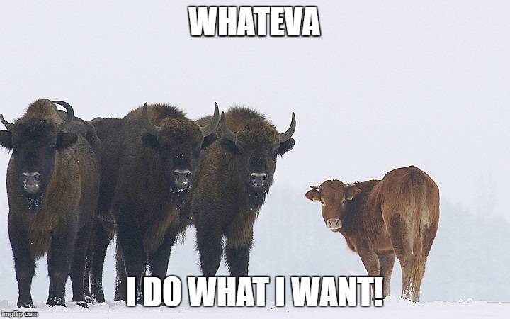 Cartman Cow | WHATEVA; I DO WHAT I WANT! | image tagged in cow,bison,poland,cartman,whatever i do what i want | made w/ Imgflip meme maker