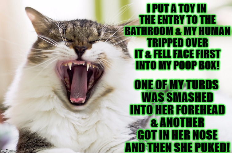 I PUT A TOY IN THE ENTRY TO THE BATHROOM & MY HUMAN TRIPPED OVER IT & FELL FACE FIRST INTO MY POOP BOX! ONE OF MY TURDS WAS SMASHED INTO HER FOREHEAD & ANOTHER GOT IN HER NOSE AND THEN SHE PUKED! | image tagged in prankster cat | made w/ Imgflip meme maker