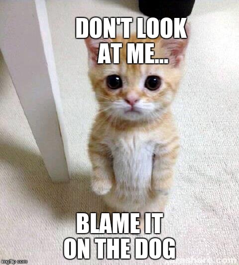 Cute Cat Meme | DON'T LOOK AT ME... BLAME IT ON THE DOG | image tagged in memes,cute cat | made w/ Imgflip meme maker