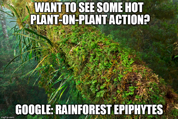 Plant-on-plant, baby! | WANT TO SEE SOME HOT PLANT-ON-PLANT ACTION? GOOGLE: RAINFOREST EPIPHYTES | image tagged in botany,joke,naughty,action | made w/ Imgflip meme maker