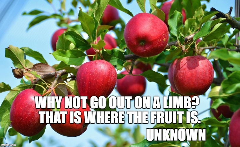 WHY NOT GO OUT ON A LIMB?  THAT IS WHERE THE FRUIT IS. UNKNOWN | image tagged in apples | made w/ Imgflip meme maker