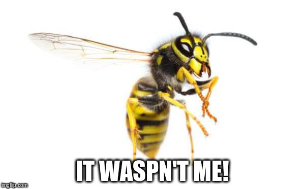 Bad Pun Wasp | IT WASPN'T ME! | image tagged in wasp,funny | made w/ Imgflip meme maker