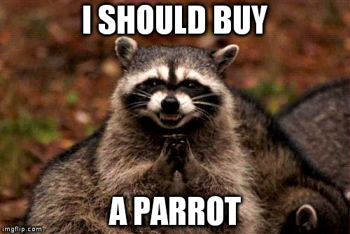 Evil Plotting Raccoon | I SHOULD BUY; A PARROT | image tagged in memes,evil plotting raccoon | made w/ Imgflip meme maker