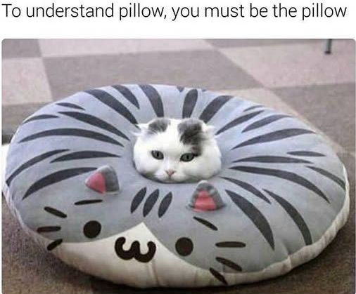 Pillow Cat Blank Meme Template