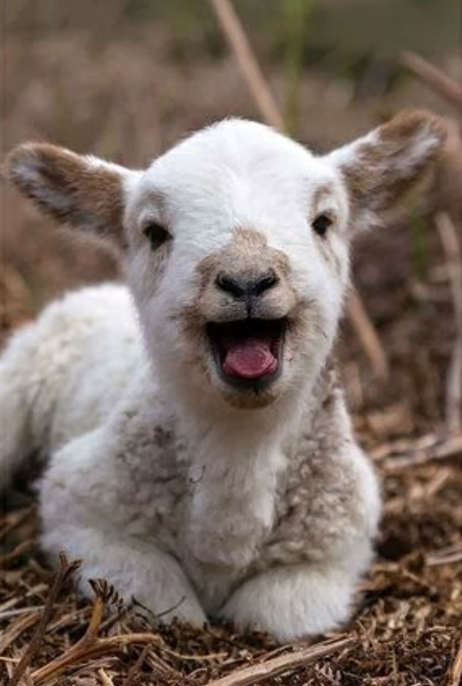 TGIF Lamb Blank Meme Template