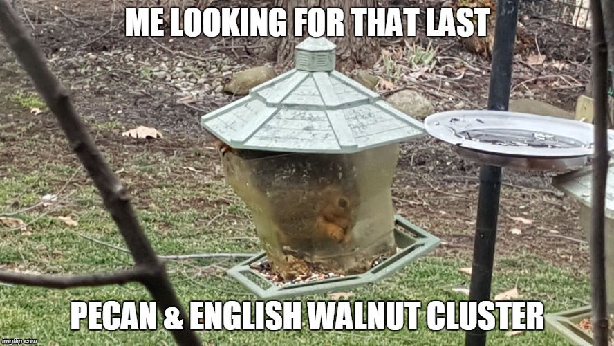 ME LOOKING FOR THAT LAST; PECAN & ENGLISH WALNUT CLUSTER | image tagged in mrf1967 | made w/ Imgflip meme maker
