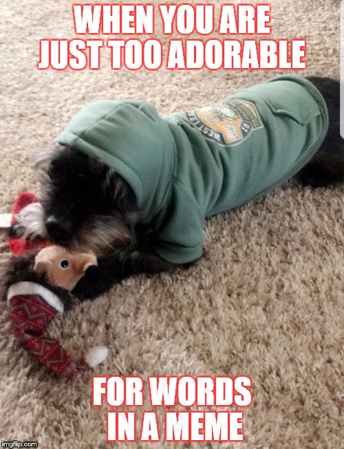 hoodie; cute dog; pup; cute pup; dog toy;  | WHEN YOU ARE JUST TOO ADORABLE; FOR WORDS IN A MEME | image tagged in hoodie | made w/ Imgflip meme maker