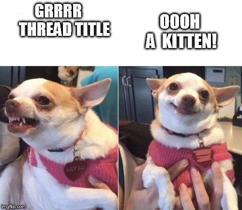 angry chihuahua happy chihuahua | OOOH        
 A  KITTEN! GRRRR        THREAD TITLE | image tagged in angry chihuahua happy chihuahua | made w/ Imgflip meme maker