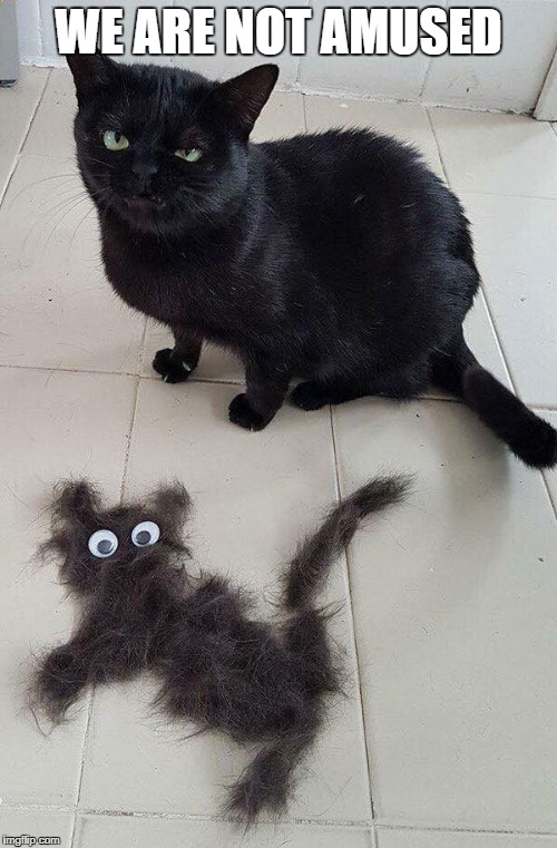 not amused cat