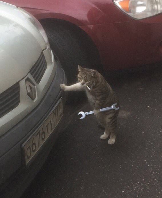 Mechanic cat Blank Meme Template