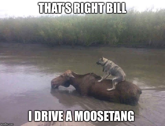 Moosetang  | THAT’S RIGHT BILL; I DRIVE A MOOSETANG | image tagged in wildlife,mustang | made w/ Imgflip meme maker