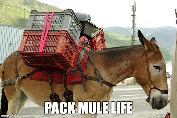 PACK MULE LIFE | image tagged in mule | made w/ Imgflip meme maker