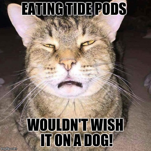 EATING TIDE PODS; WOULDN'T WISH IT ON A DOG! | image tagged in it's for the dogs | made w/ Imgflip meme maker