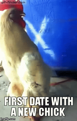 First date | FIRST DATE WITH A NEW CHICK | image tagged in gifs,cock rooster,first date,new girl,rooster | made w/ Imgflip video-to-gif maker