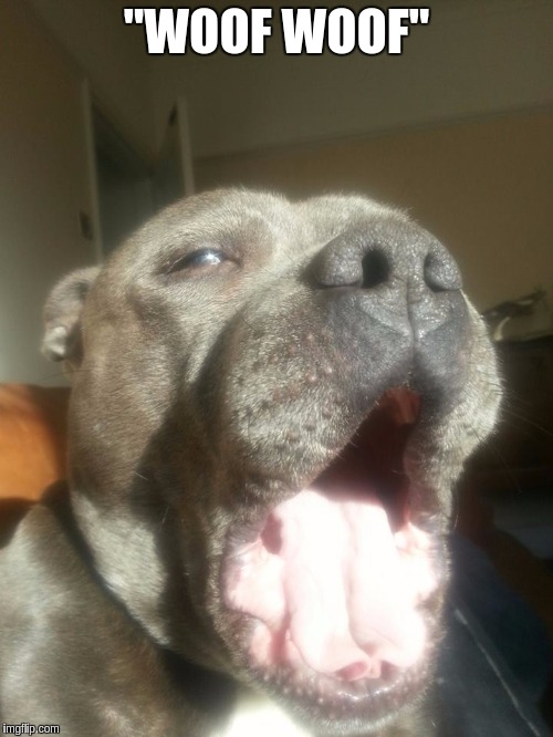"WOOF WOOF" | image tagged in blue staffordshire bull terrier yawning named bentley | made w/ Imgflip meme maker
