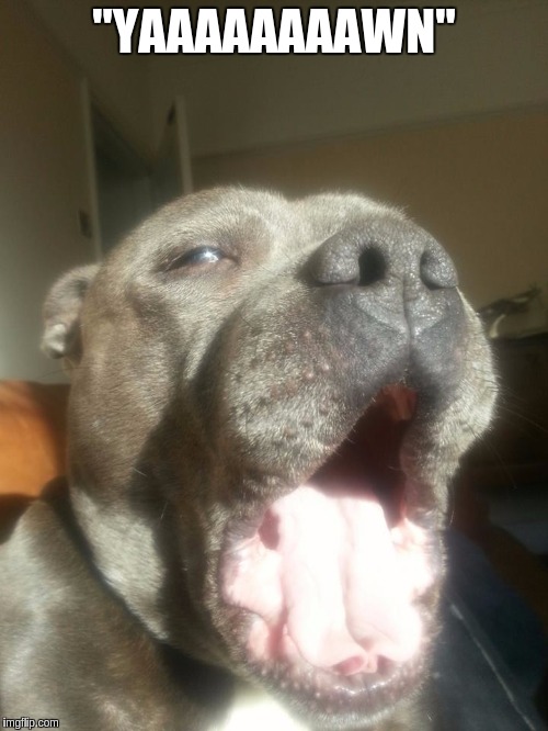 "YAAAAAAAAWN" | image tagged in blue staffordshire bull terrier bentley yawning | made w/ Imgflip meme maker
