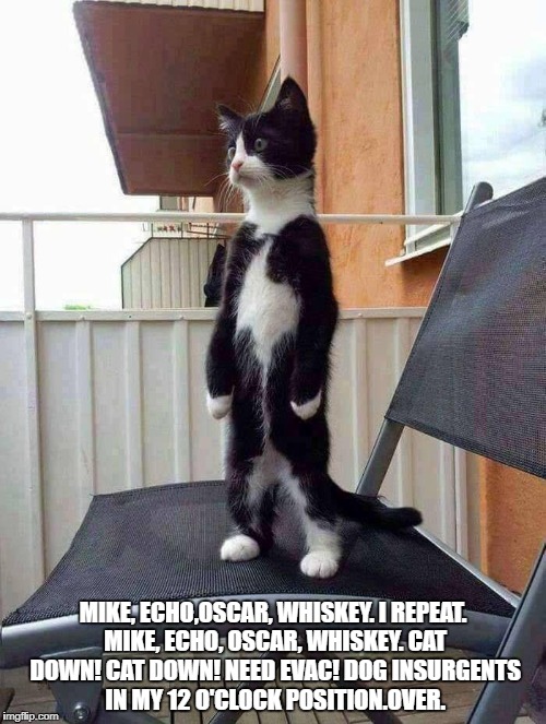 MIKE, ECHO,OSCAR, WHISKEY. I REPEAT. MIKE, ECHO, OSCAR, WHISKEY. CAT DOWN! CAT DOWN! NEED EVAC! DOG INSURGENTS IN MY 12 O'CLOCK POSITION.OVER. | image tagged in what the | made w/ Imgflip meme maker