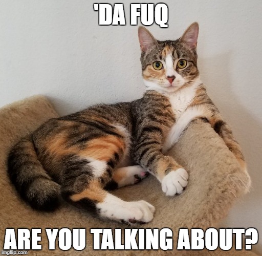 'Da fuq are you talking about? | 'DA FUQ; ARE YOU TALKING ABOUT? | image tagged in humor,da fuq | made w/ Imgflip meme maker