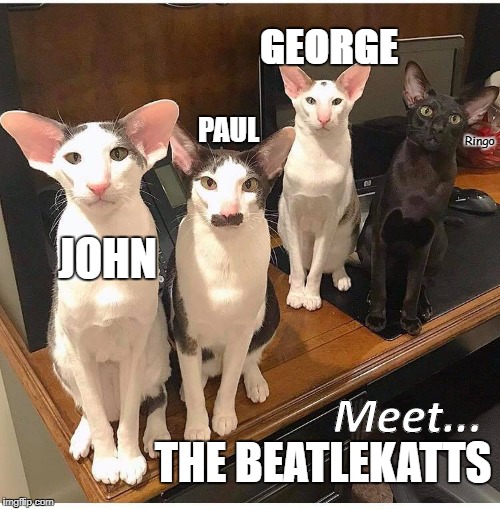 GEORGE; PAUL; Ringo; JOHN; Meet... THE BEATLEKATTS | image tagged in beatlekatts | made w/ Imgflip meme maker