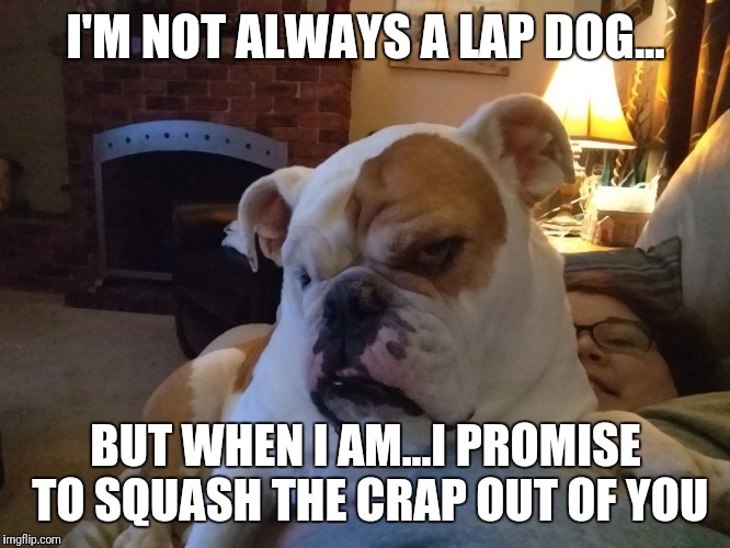 I'M NOT ALWAYS A LAP DOG... BUT WHEN I AM...I PROMISE TO SQUASH THE CRAP OUT OF YOU | image tagged in brutus | made w/ Imgflip meme maker